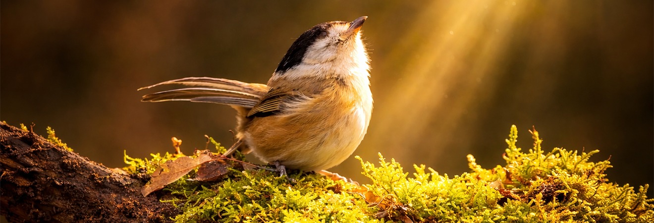 Wildlife Photography Contest