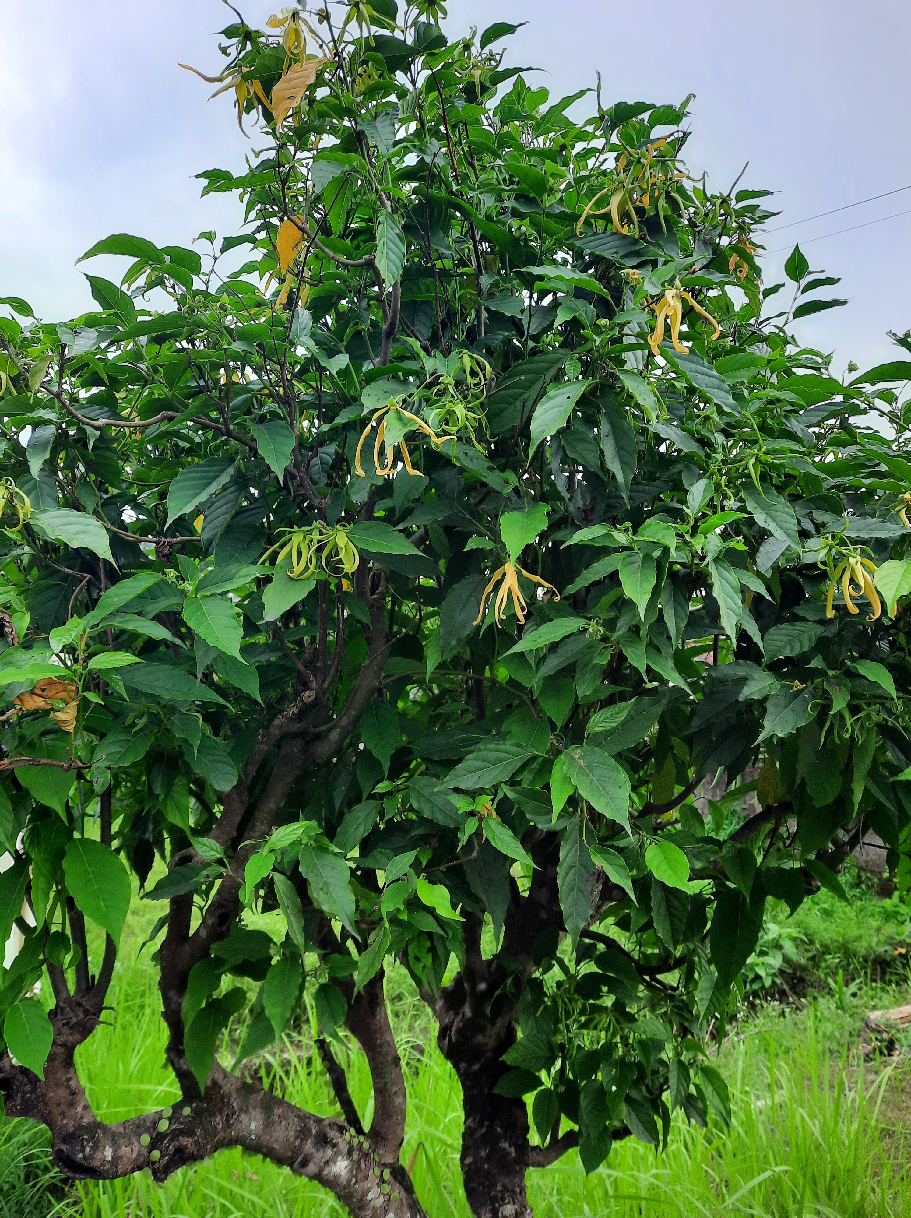 Coomacka Tree Tree Species Information | Importance, Benefits & Diversity