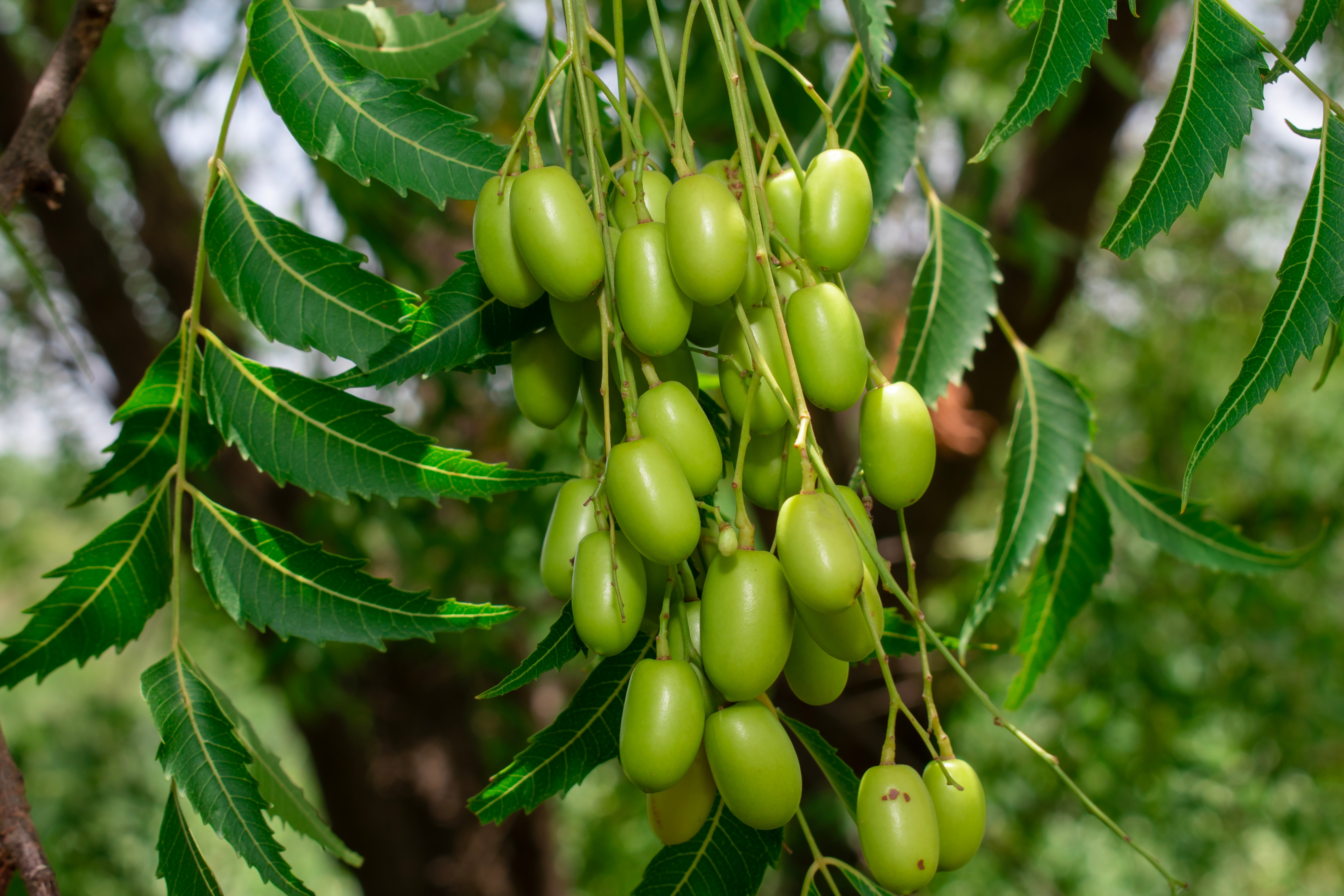 Neem Tree