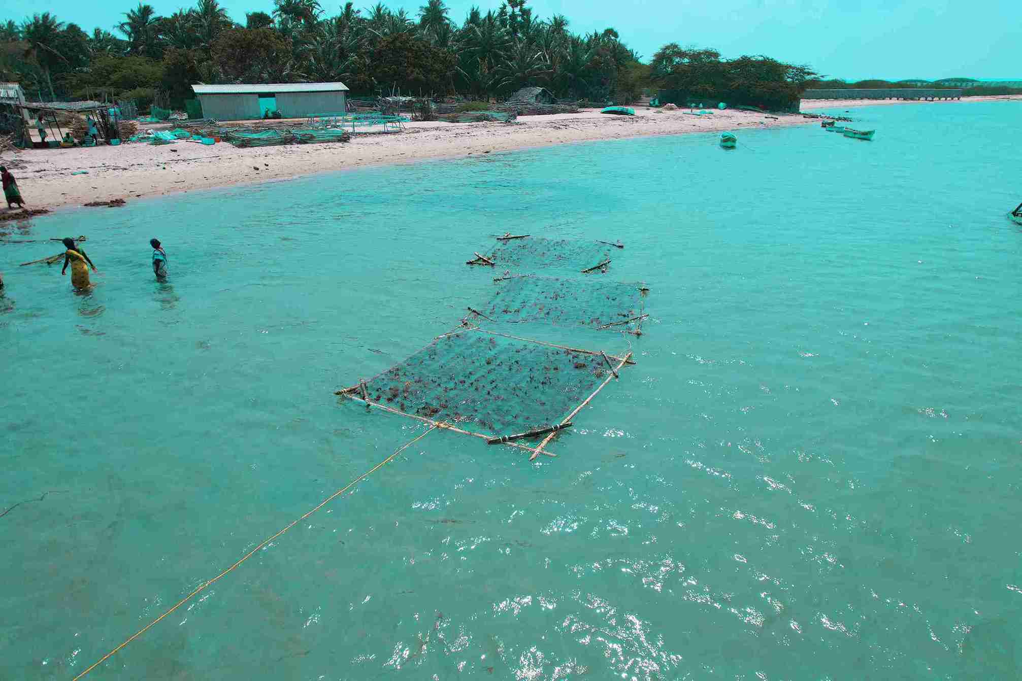 seawood cultivation 1