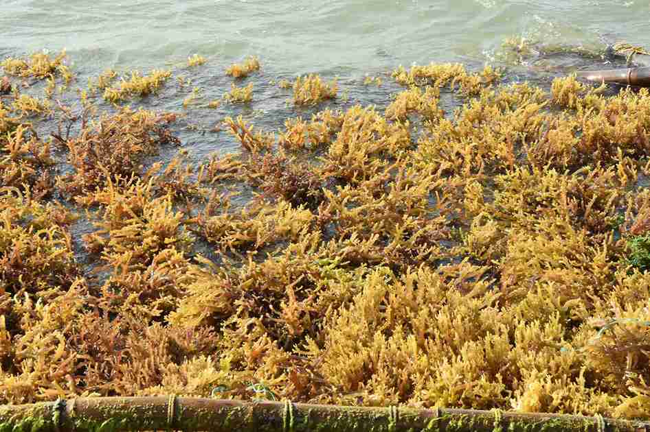 seawood cultivation 2