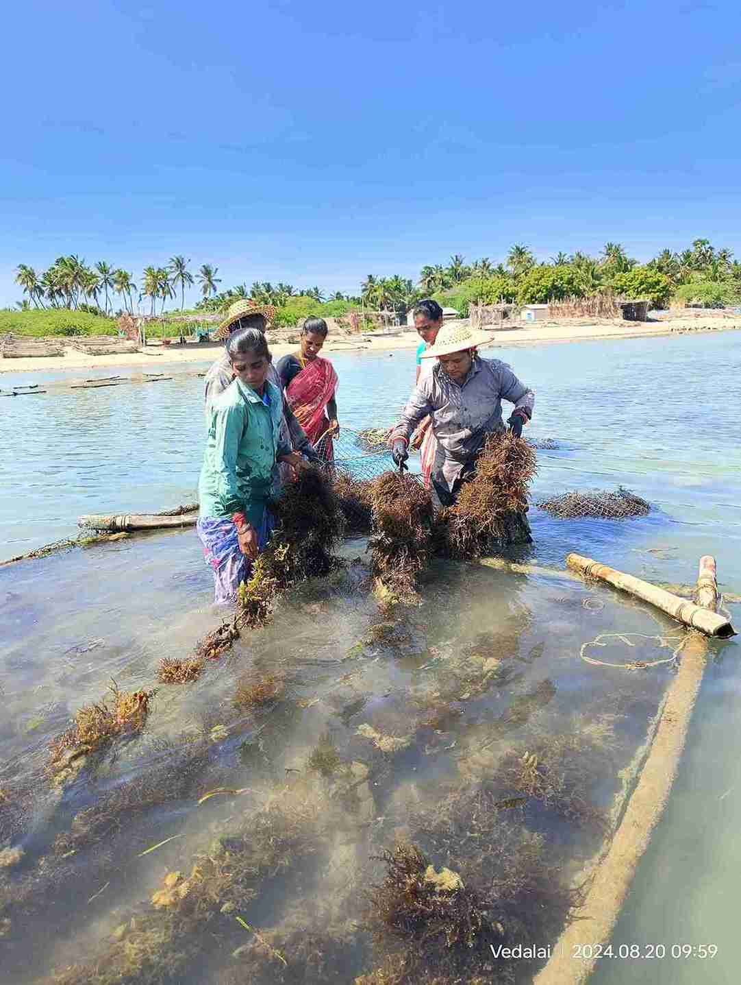 seawood cultivation 3