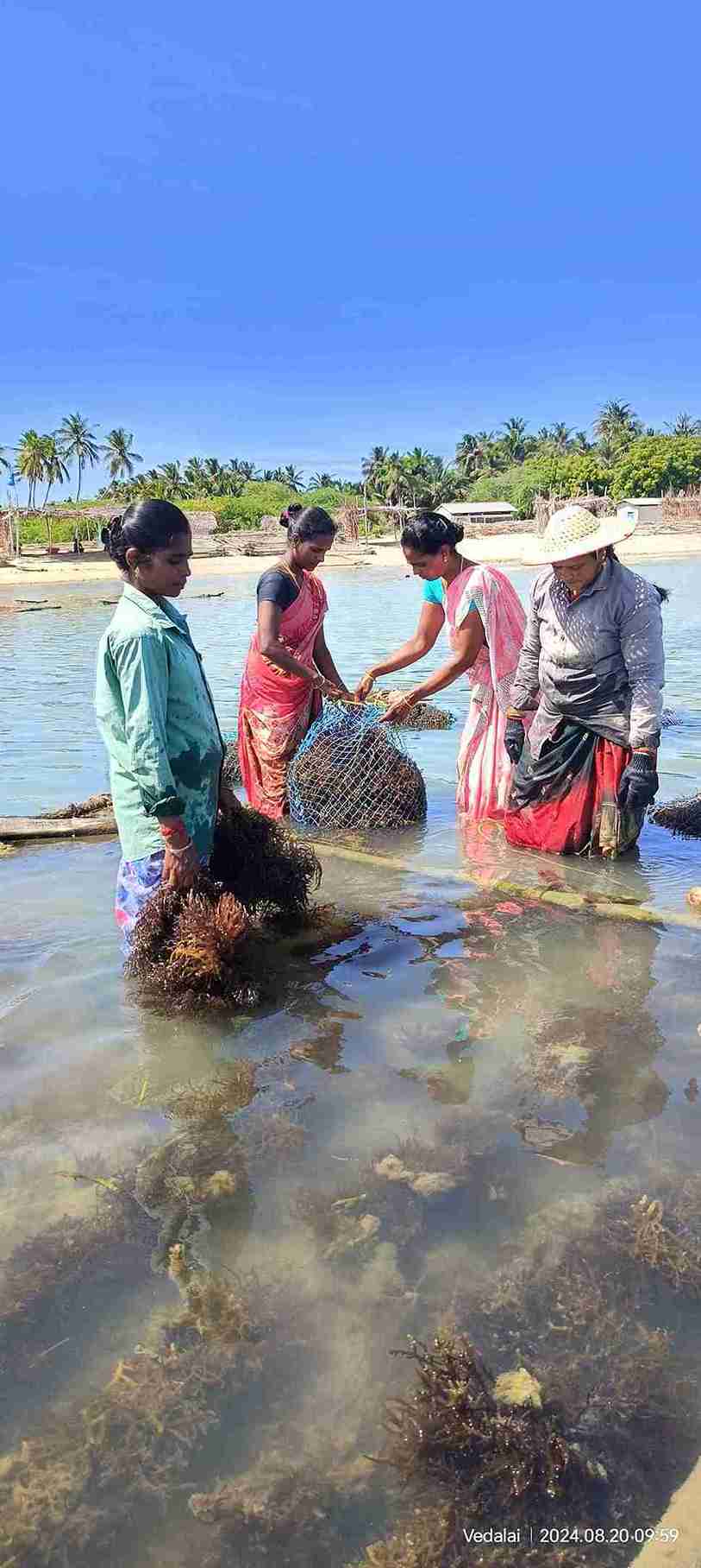 seawood cultivation 4