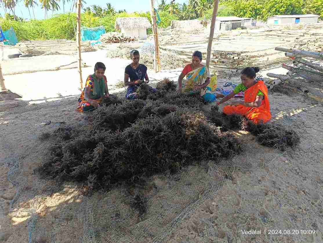 seawood cultivation 5