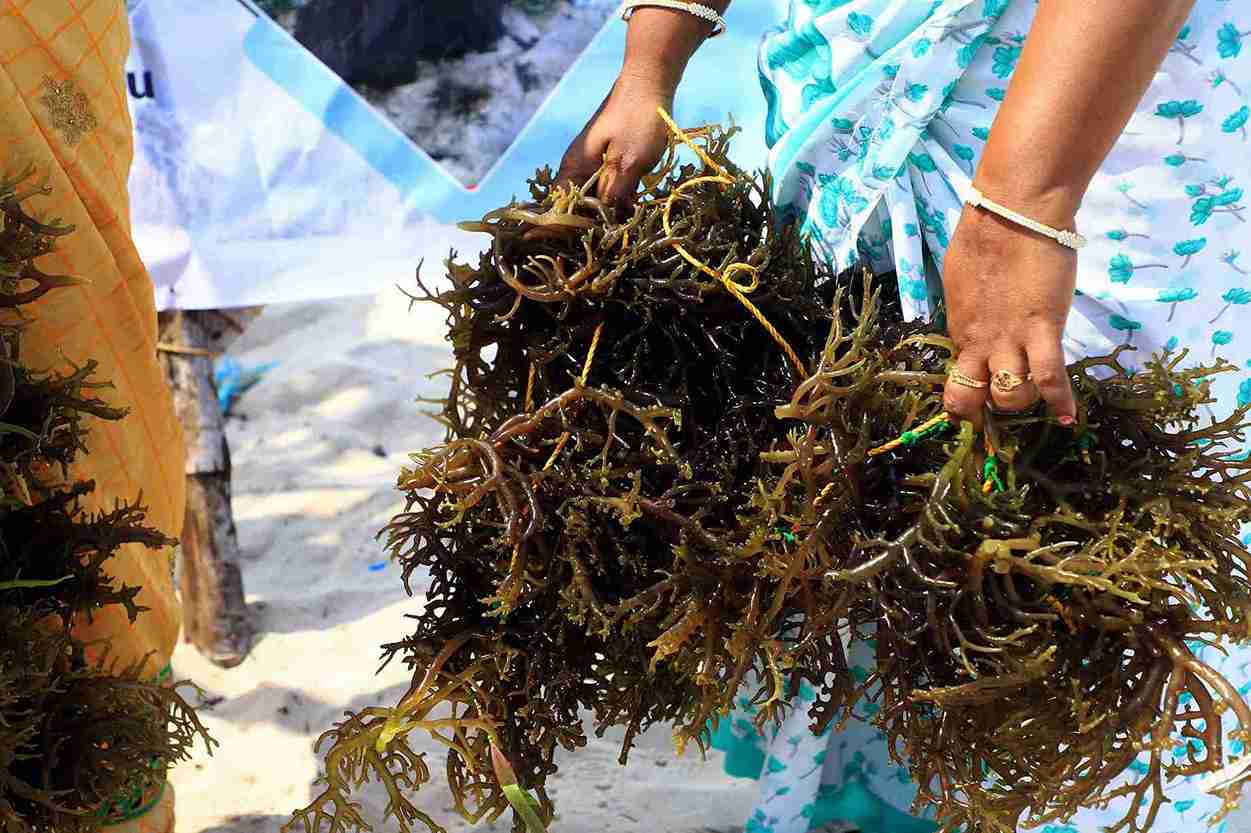 seawood cultivation 6