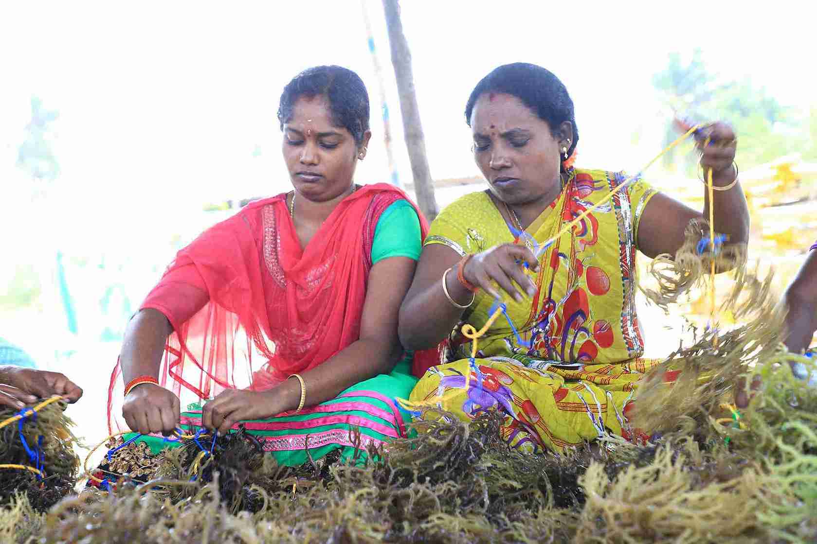 seawood cultivation 9