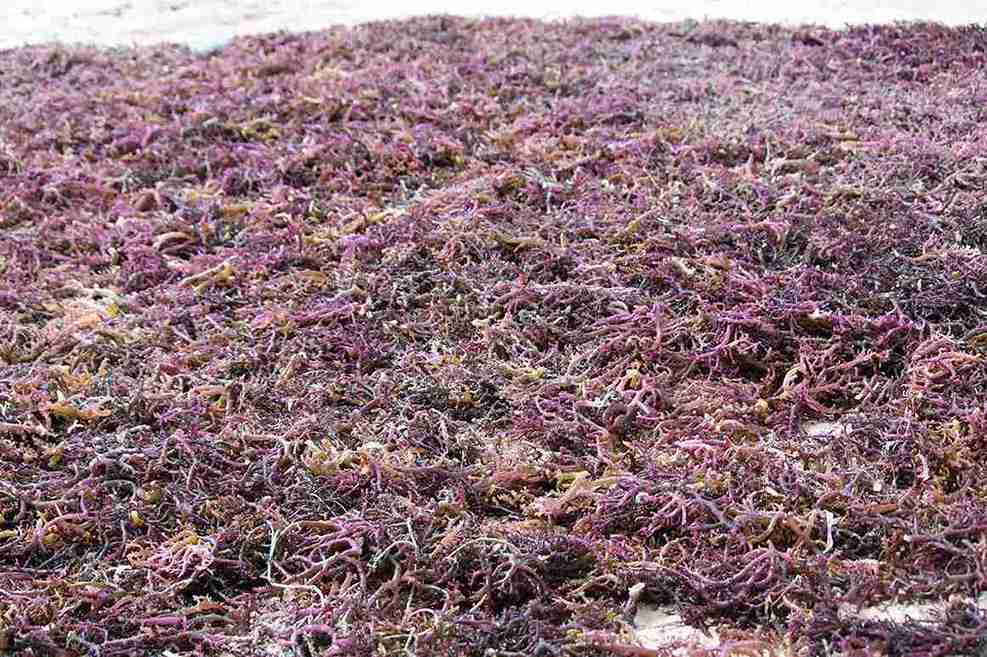 seawood cultivation 10