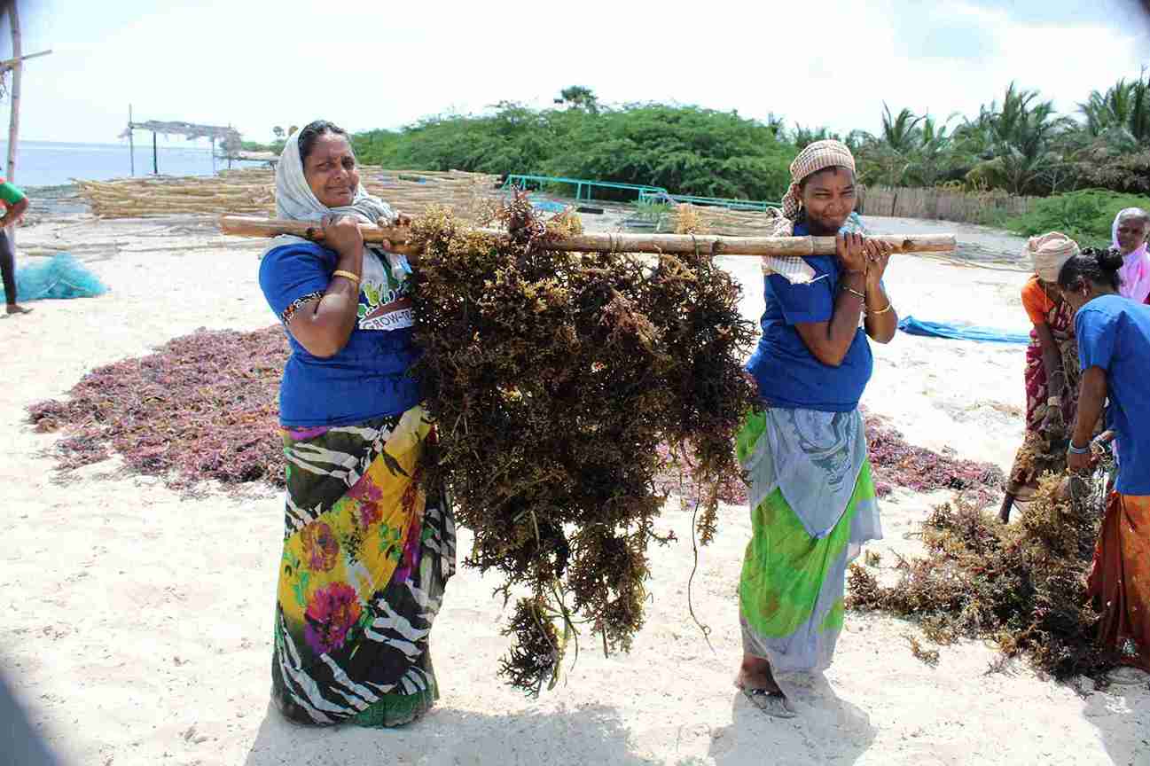 seawood cultivation 11