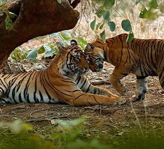 Trees for Tigers®