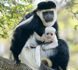 Trees for Colobus Monkeys
