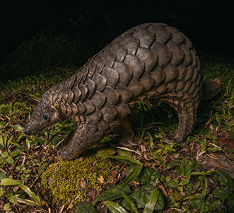 Trees for Sunda Pangolins